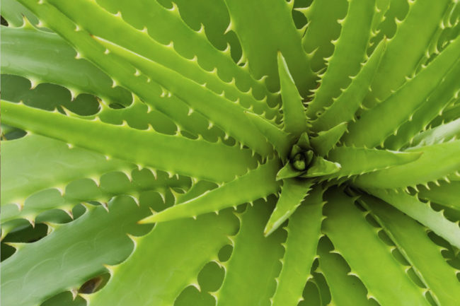 Beneficios de la Sábila Beneficios de la sábila